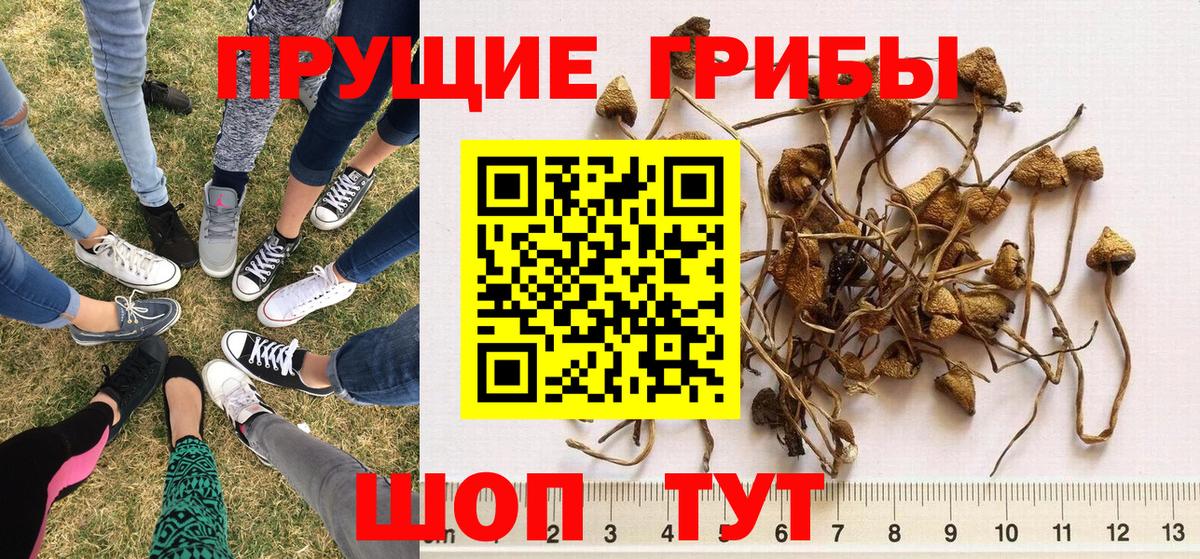 Галлюциногенные грибы прущие грибы Кохма